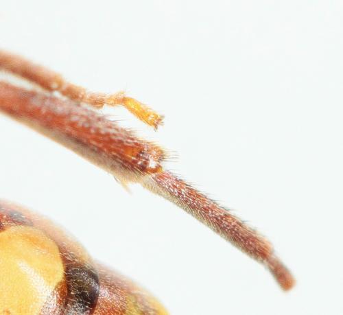 Nomada ruficornis